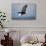 Bald Eagle in Flight-Paul Souders-Photographic Print displayed on a wall