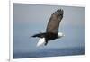 Bald Eagle in Flight-Paul Souders-Framed Photographic Print