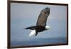 Bald Eagle in Flight-Paul Souders-Framed Photographic Print