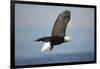 Bald Eagle in Flight-Paul Souders-Framed Photographic Print