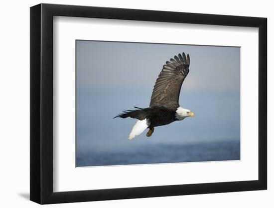 Bald Eagle in Flight-Paul Souders-Framed Photographic Print