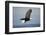 Bald Eagle in Flight-Paul Souders-Framed Photographic Print