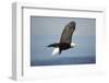 Bald Eagle in Flight-Paul Souders-Framed Photographic Print