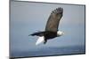 Bald Eagle in Flight-Paul Souders-Mounted Photographic Print