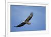 Bald Eagle in Flight-null-Framed Photographic Print