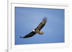 Bald Eagle in Flight-null-Framed Photographic Print