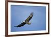 Bald Eagle in Flight-null-Framed Photographic Print