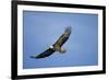 Bald Eagle in Flight-null-Framed Photographic Print