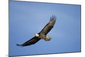 Bald Eagle in Flight-null-Mounted Photographic Print