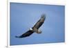 Bald Eagle in Flight-null-Framed Photographic Print