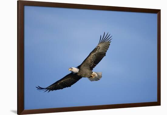 Bald Eagle in Flight-null-Framed Photographic Print