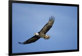 Bald Eagle in Flight-null-Framed Photographic Print