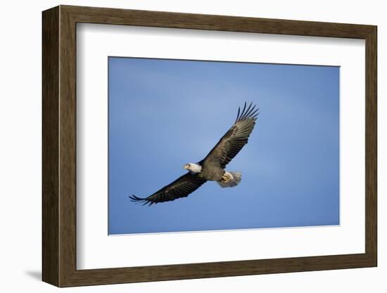 Bald Eagle in Flight-null-Framed Photographic Print