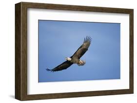 Bald Eagle in Flight-null-Framed Photographic Print