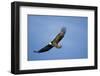 Bald Eagle in Flight-null-Framed Photographic Print