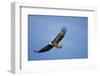 Bald Eagle in Flight-null-Framed Photographic Print