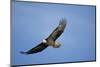 Bald Eagle in Flight-null-Mounted Photographic Print