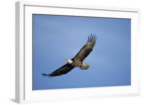 Bald Eagle in Flight-null-Framed Photographic Print