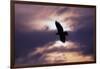 Bald Eagle in Flight-W. Perry Conway-Framed Photographic Print