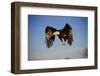 Bald Eagle in Flight-W. Perry Conway-Framed Photographic Print