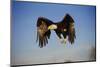 Bald Eagle in Flight-W. Perry Conway-Mounted Photographic Print