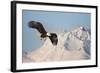 Bald Eagle in Flight-null-Framed Photographic Print