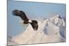 Bald Eagle in Flight-null-Mounted Photographic Print