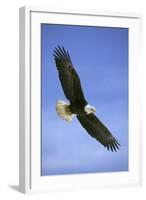 Bald Eagle in Flight-null-Framed Photographic Print