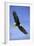 Bald Eagle in Flight-null-Framed Photographic Print