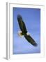 Bald Eagle in Flight-null-Framed Photographic Print