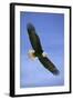 Bald Eagle in Flight-null-Framed Photographic Print