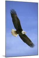 Bald Eagle in Flight-null-Mounted Photographic Print