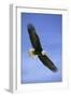 Bald Eagle in Flight-null-Framed Photographic Print