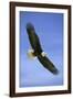 Bald Eagle in Flight-null-Framed Photographic Print