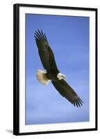 Bald Eagle in Flight-null-Framed Photographic Print