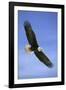 Bald Eagle in Flight-null-Framed Photographic Print