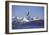 Bald Eagle in Flight-null-Framed Photographic Print