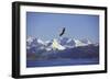 Bald Eagle in Flight-null-Framed Photographic Print