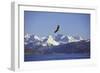 Bald Eagle in Flight-null-Framed Photographic Print