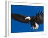 Bald Eagle in Flight-Lynn M^ Stone-Framed Photographic Print