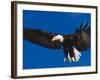 Bald Eagle in Flight-Lynn M^ Stone-Framed Photographic Print