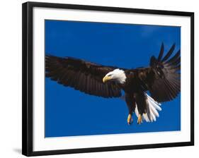 Bald Eagle in Flight-Lynn M^ Stone-Framed Photographic Print