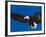 Bald Eagle in Flight-Lynn M^ Stone-Framed Photographic Print