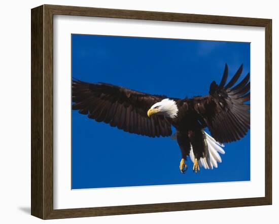 Bald Eagle in Flight-Lynn M^ Stone-Framed Photographic Print