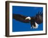 Bald Eagle in Flight-Lynn M^ Stone-Framed Photographic Print