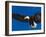 Bald Eagle in Flight-Lynn M^ Stone-Framed Photographic Print
