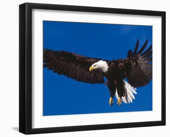 Bald Eagle in Flight-Lynn M^ Stone-Framed Photographic Print