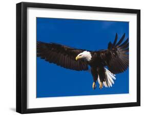 Bald Eagle in Flight-Lynn M^ Stone-Framed Photographic Print