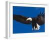 Bald Eagle in Flight-Lynn M^ Stone-Framed Photographic Print