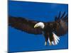 Bald Eagle in Flight-Lynn M^ Stone-Mounted Photographic Print